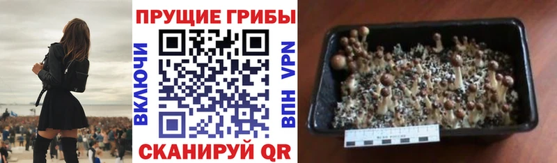 Галлюциногенные грибы мицелий Красный Сулин